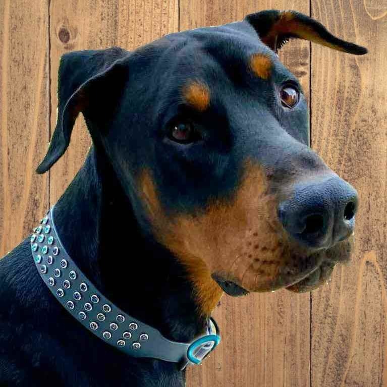 Fancy Pets Store: Dog & Cat Fashion Collars, Harnesses & Leads